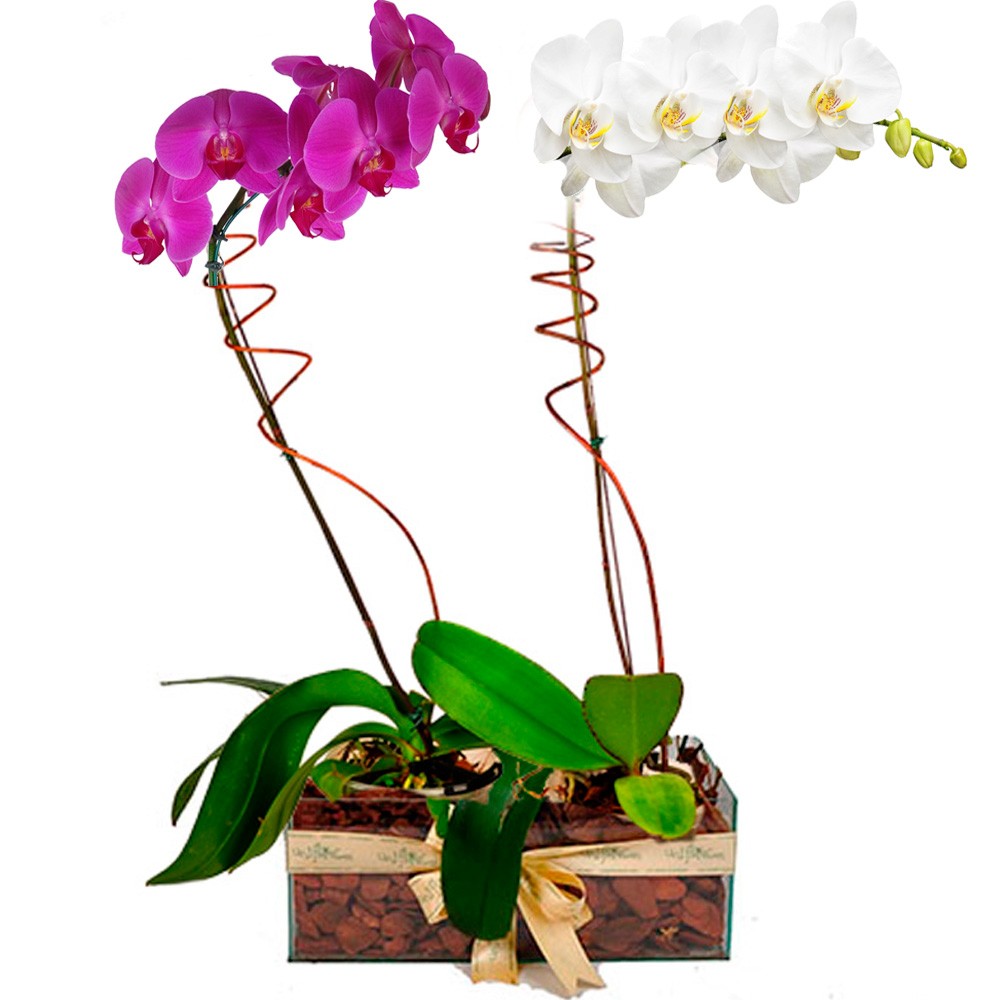 Orquídeas elegantes entregues hoje