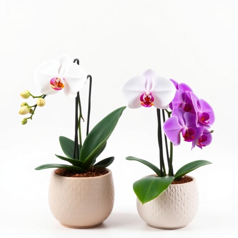 Orquídea Dupla Luxo em Cachepot